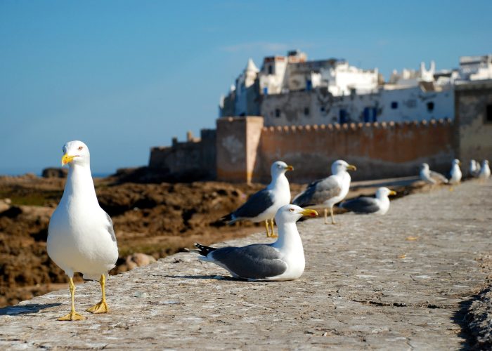 Day tour to essaouira